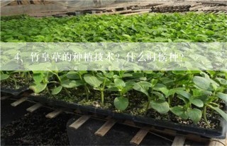 竹皇草的种植技术？什么时候种？