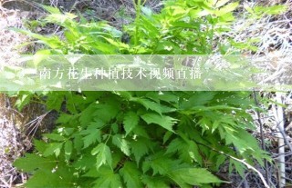 南方花生种植技术视频直播