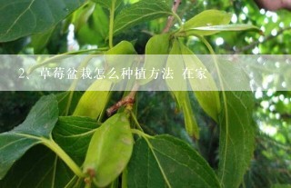 草莓盆栽怎么种植方法 在家