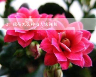 藕带怎么种植方法视频