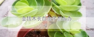 花生怎么种