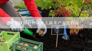 华中地区阳台种植什么蔬菜产量比较高？