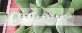 土豆高产种植技巧