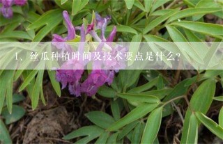 丝瓜种植时间及技术要点是什么?