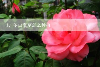 冬虫夏草怎么种植