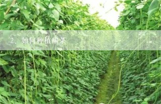 如何种植甜菜