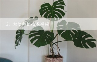 大姜种植技术视频