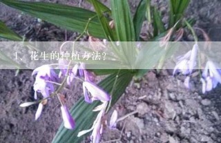 花生的种植方法？