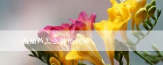 西葫芦怎么种植视频