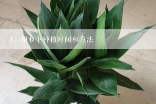 胡萝卜种植时间和方法