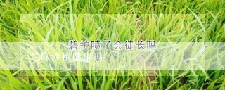 芝麻沙拉健康吗