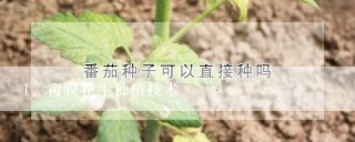 覆膜花生种植技术