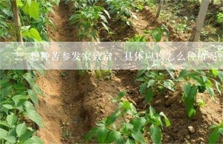 想种苦参发家致富，具体应该怎么种植呢？