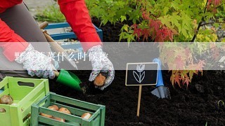 野菜荠菜什么时候挖