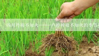 四川丹棱不知火----卢婷种植不知火的季节及几年挂果