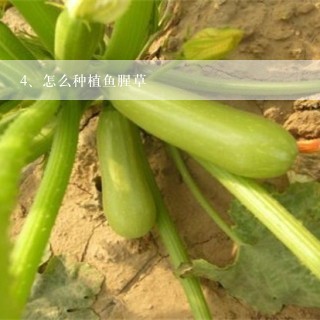 怎么种植鱼腥草