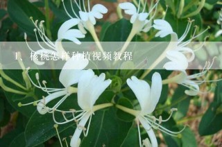 核桃怎样种植视频教程