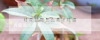 香菇栽培技术