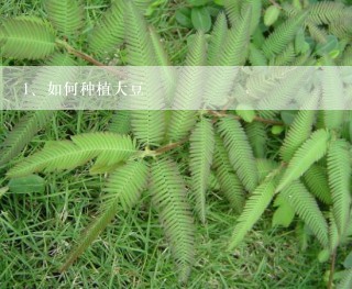 如何种植大豆