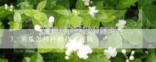 黄瓜怎样种植技术视频