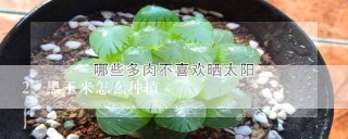 黑玉米怎么种植