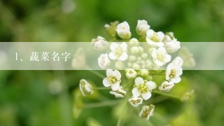 蔬菜名字