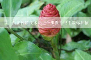 白芷种植技术，三个步骤手把手教你种植