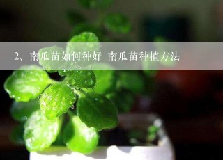 南瓜苗如何种好 南瓜苗种植方法