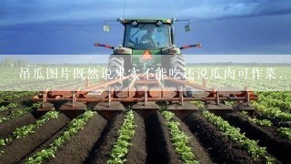 吊瓜图片既然说果实不能吃还说瓜肉可作菜，前后矛盾?