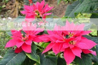 生鲜蔬菜配送哪家好?