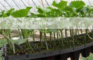 秋豆角什么时候种植