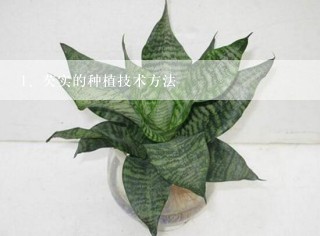 芡实的种植技术方法