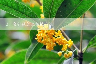 金针菇怎么种植方法