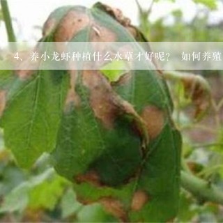 养小龙虾种植什么水草才好呢？ 如何养殖小龙虾？