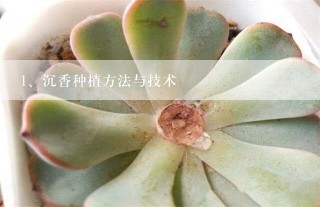 沉香种植方法与技术