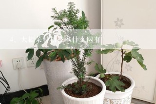 大棚菜种植技术什么网有