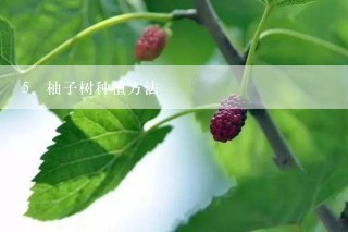 柚子树种植方法