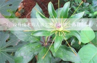 没有技术的人该怎样去种植中药材？