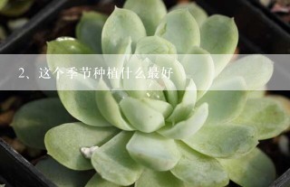 这个季节种植什么最好