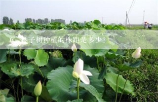 橘子树种植的株距是多少？