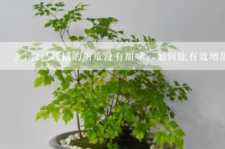 自己种植的甜瓜没有甜味，如何能有效增甜呢？