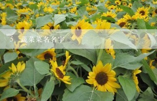 蔬菜菜名名字