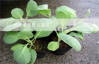 沙拉菜是什么蔬菜