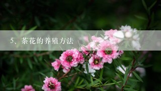 茶花的养殖方法