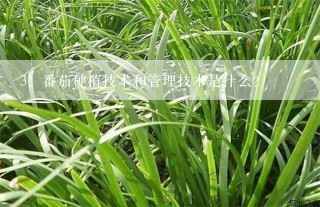 番茄种植技术和管理技术是什么？