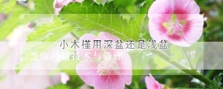 芝麻种植技术与管理