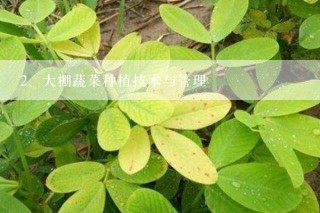 大棚蔬菜种植技术与管理