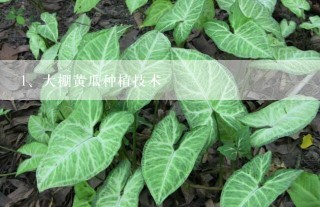 大棚黄瓜种植技术