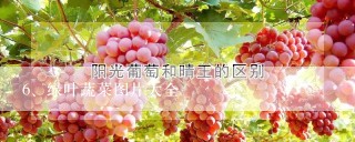 绿叶蔬菜图片大全