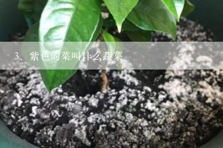 紫色的菜叫什么蔬菜